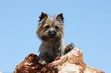 CAIRN TERRIER 469